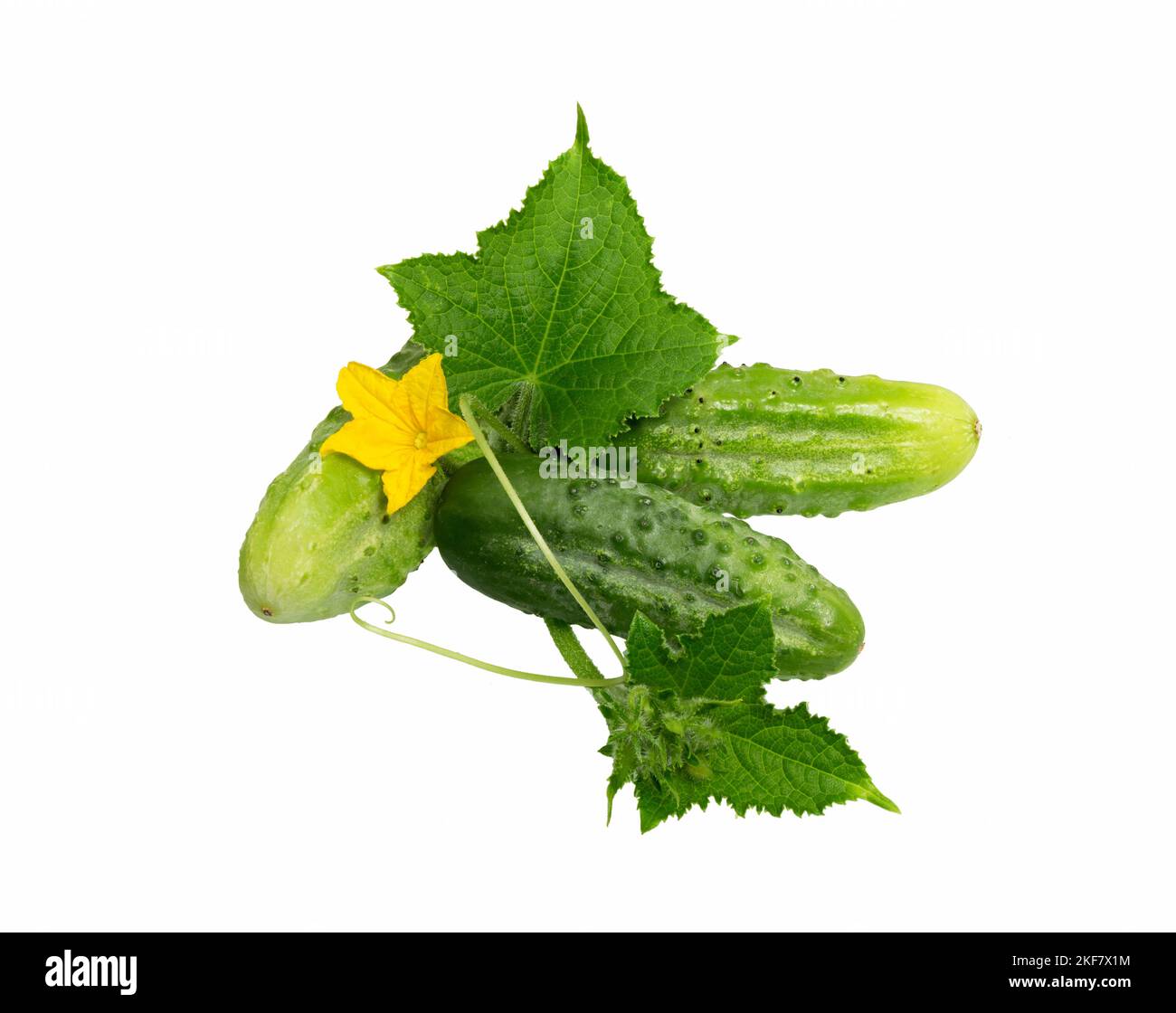 Cucumbers. Fresh green cucumber with leaf and flower isolated on white background. Natural vegetables organic food. Stock Photo