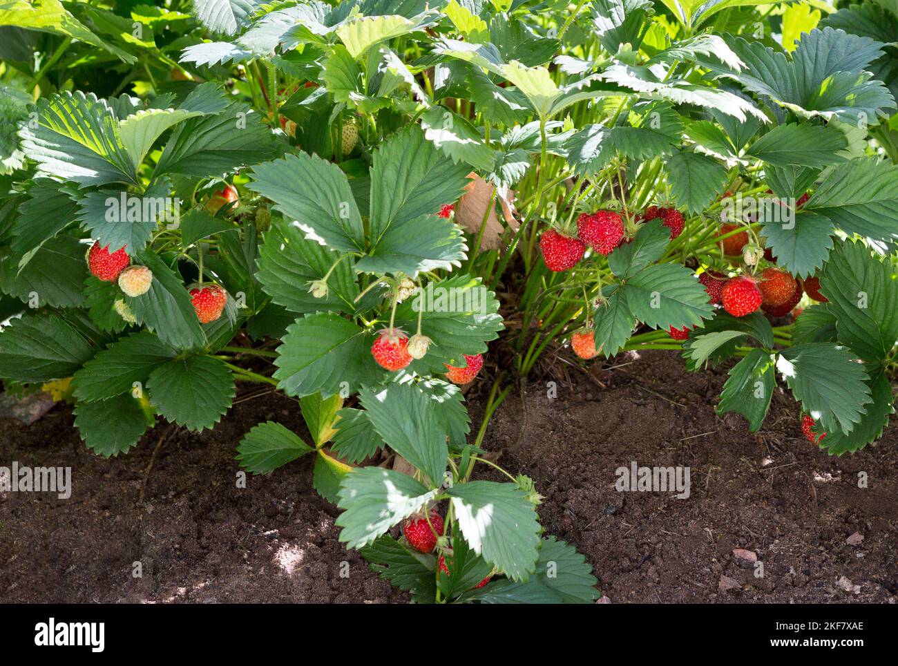 Strawberry plant. Wild stawberry bushes. Strawberries in growth at garden. Ripe berries and foliage strawberry Stock Photo