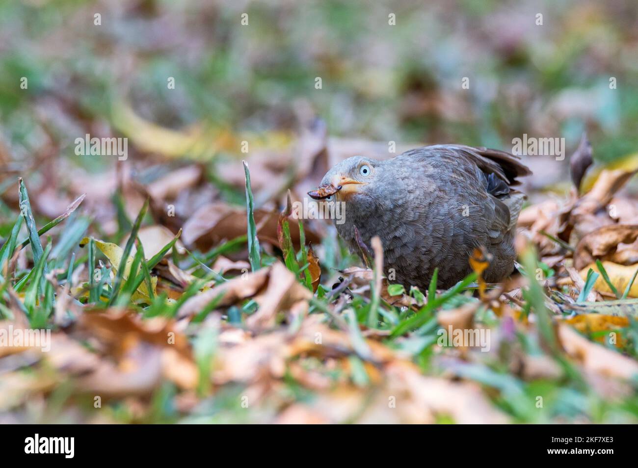 Yellow-billed babbler or Argya affinis perches on the ground with catch Stock Photo