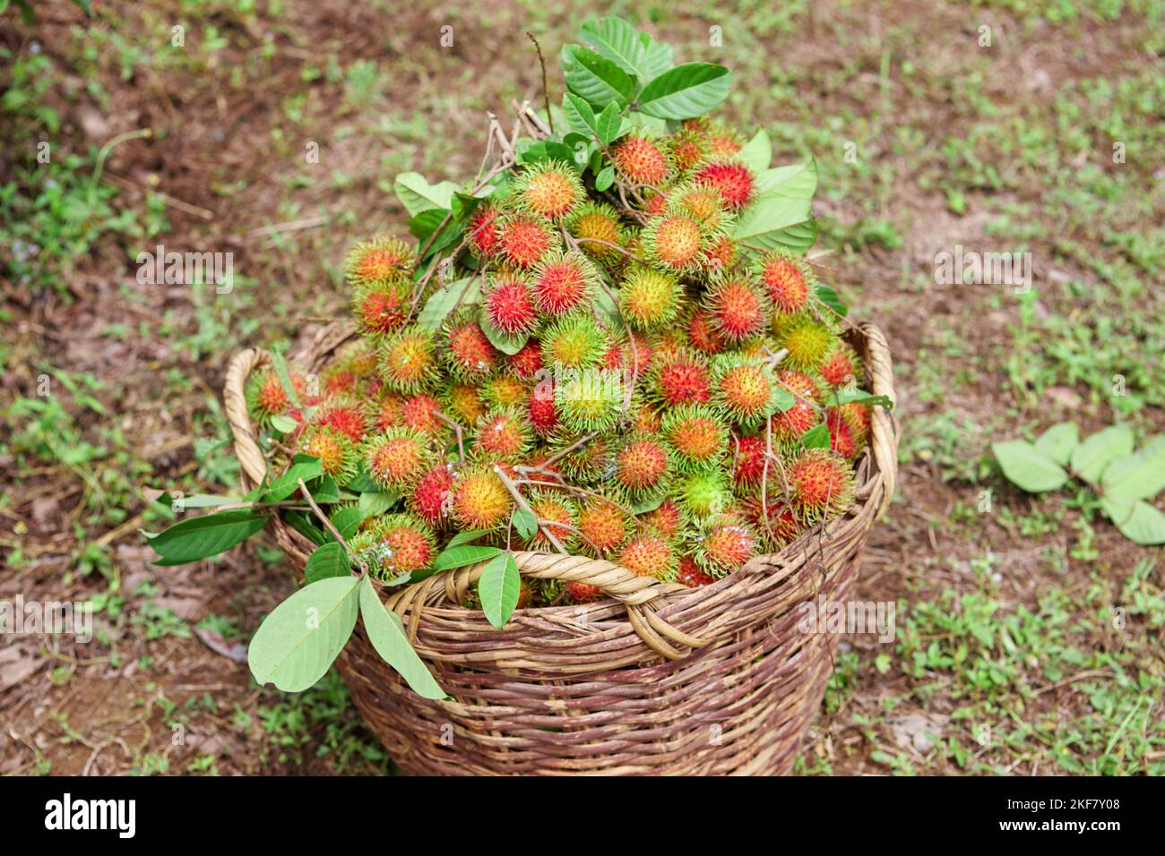 Ripe rambutan fruit in the big basket Stock Photo