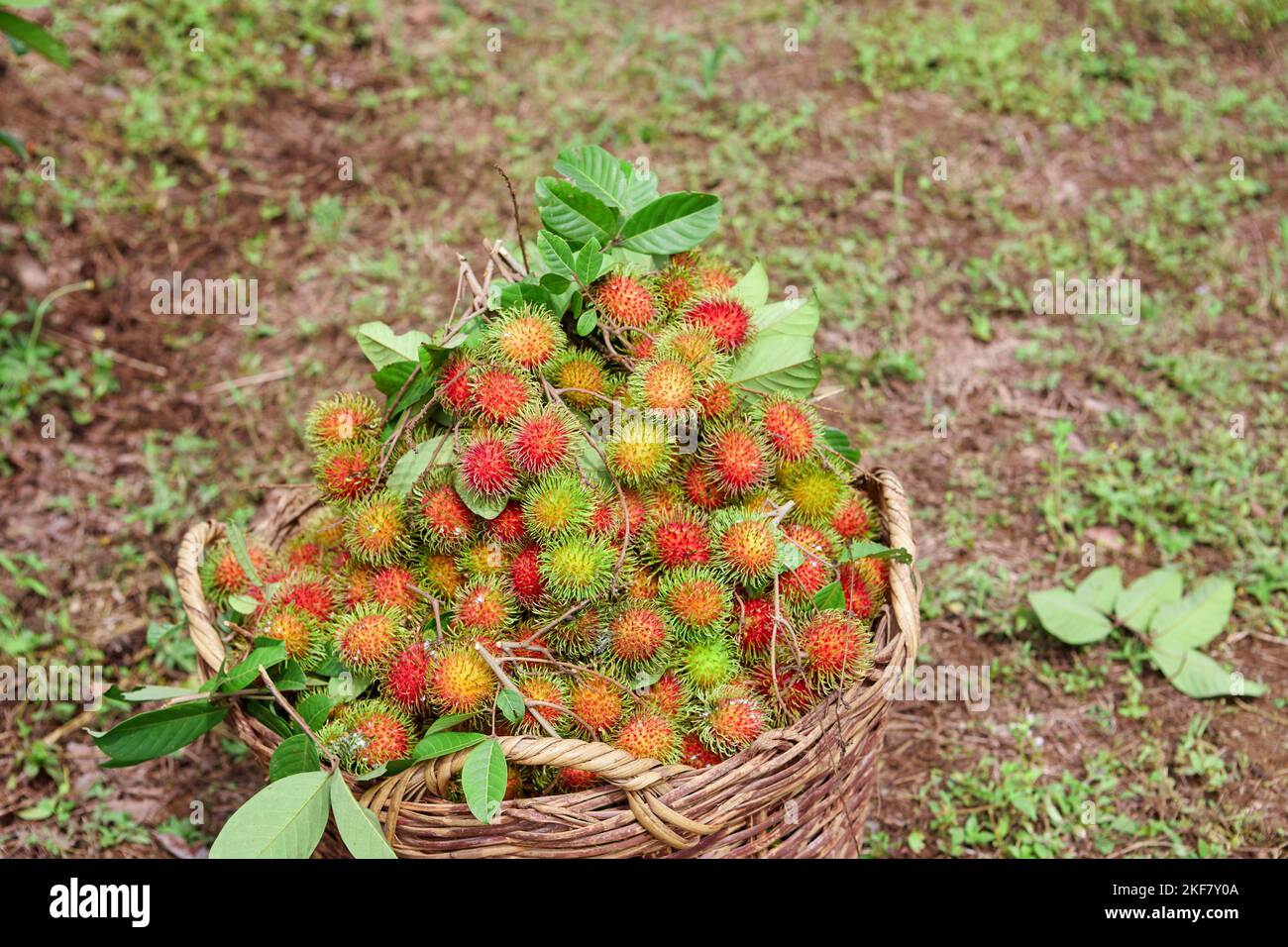 Ripe rambutan fruit in the big basket Stock Photo