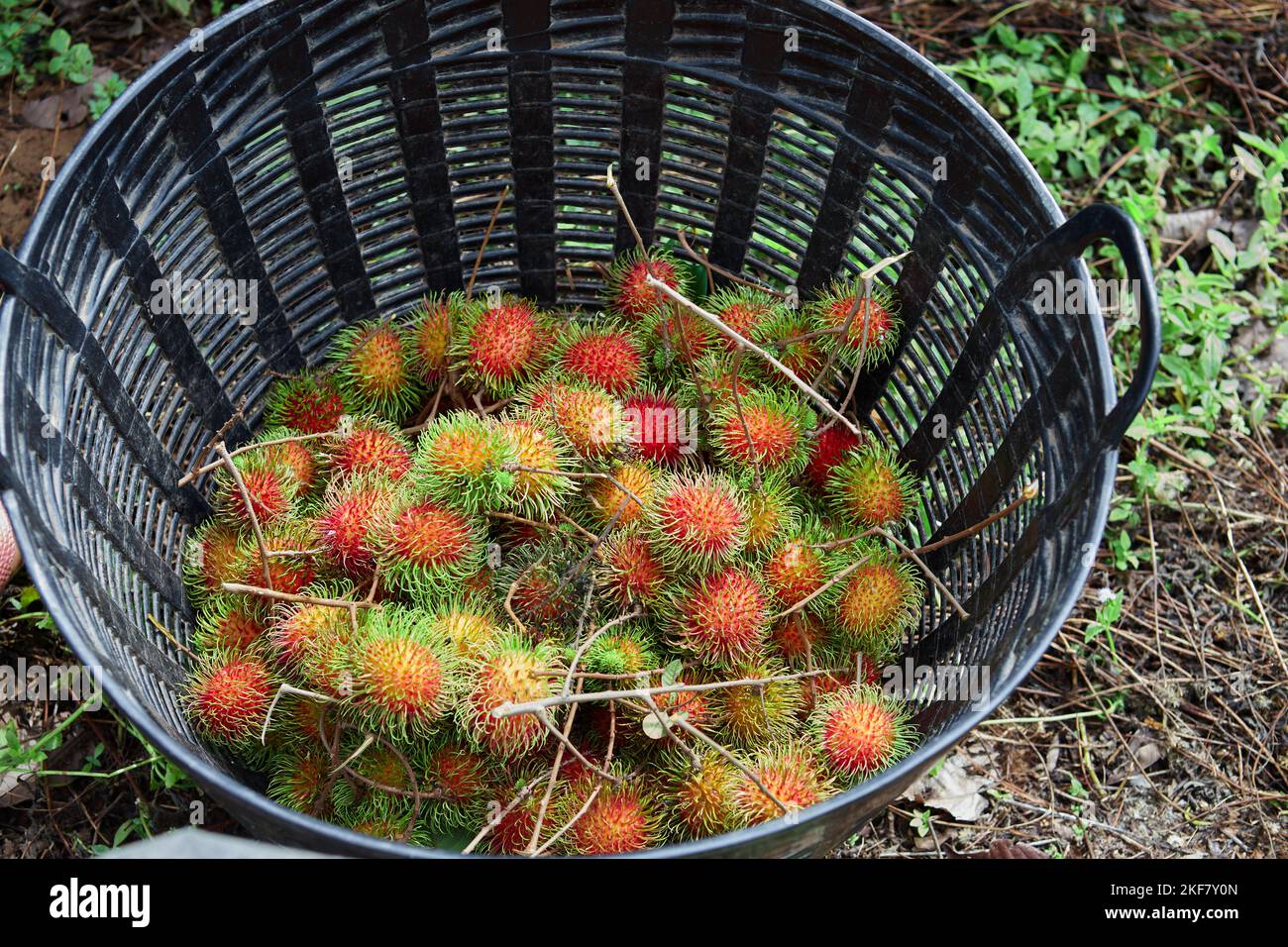 Rambutan pile hi-res stock photography and images - Alamy