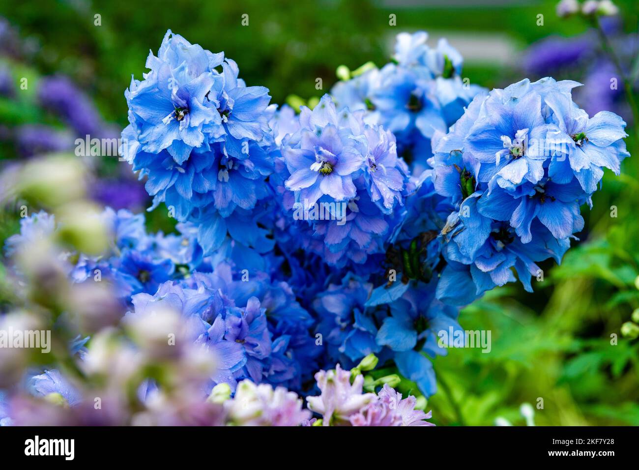 A closeup of beautiful blue Larkspur flowers in a garden Stock Photo