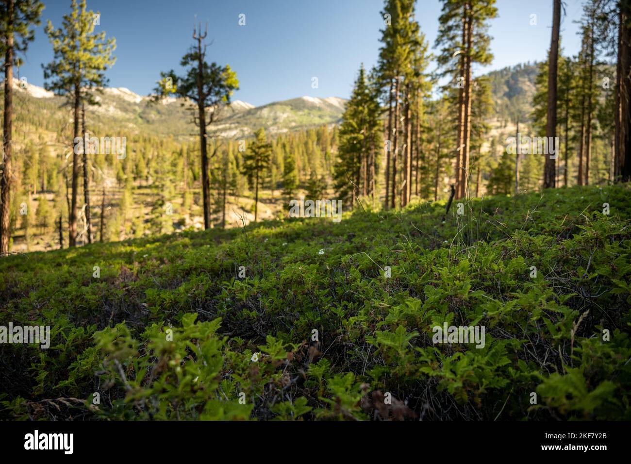 White Thorn Bushes Cover Hillside Below Kennedy Pass in Kings Canyon Stock Photo