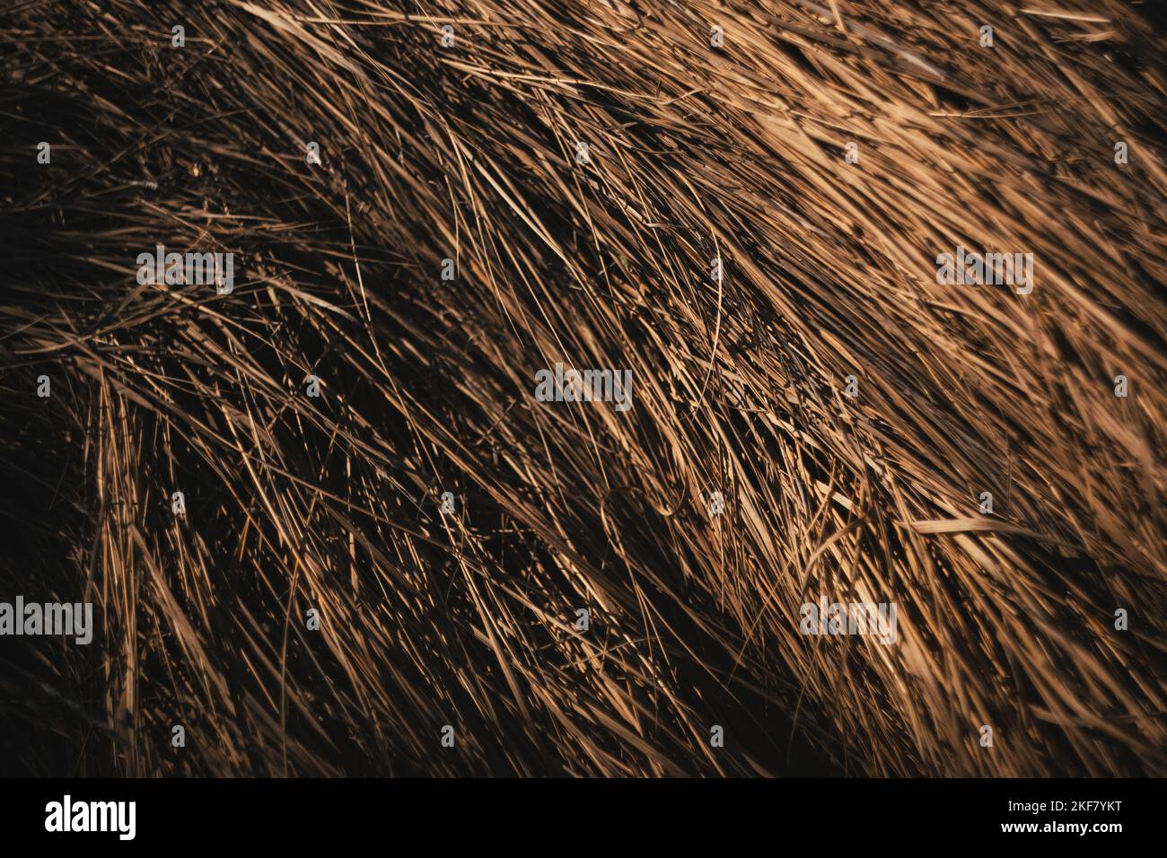 A closeup of the withered grass, concept of harvesting, is suitable for backgrounds Stock Photo