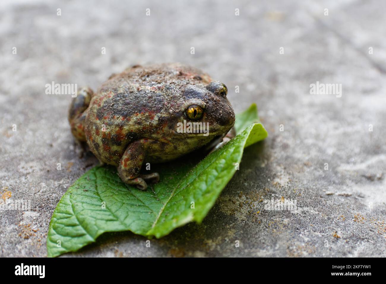 Defocus cane toad, Rhinella marina, big frog. Face portrait of large amphibian in the nature habitat. Animal in the tropic forest. Wildlife scene from Stock Photo