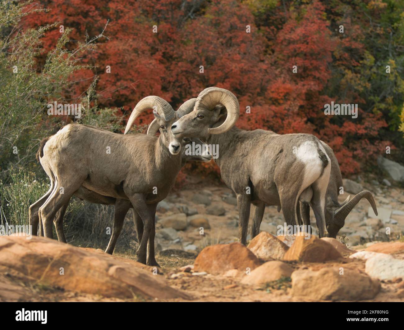 Desert Bighorn Sheep (Ovis canadensis nelsoni) Rams in autumn group, Zion National Park, Utah Stock Photo