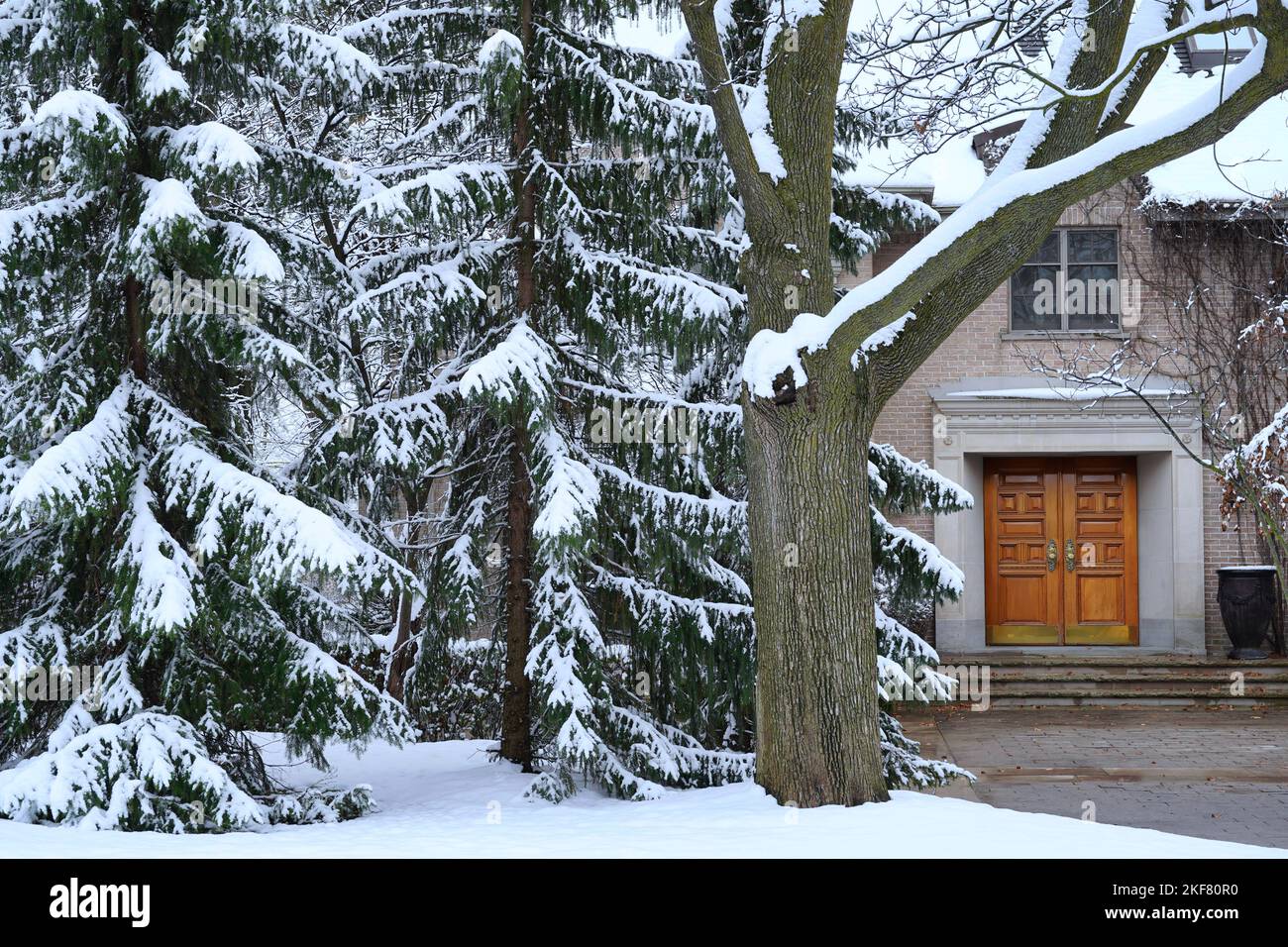 Snow covered pine trees in front of a traditional brick two story house ...