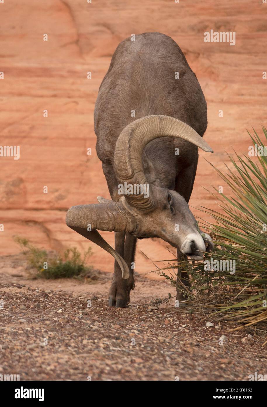 Desert Bighorn Sheep (Ovis canadensis nelsoni) Ram feeding in shrub, Zion National Park, Utah Stock Photo