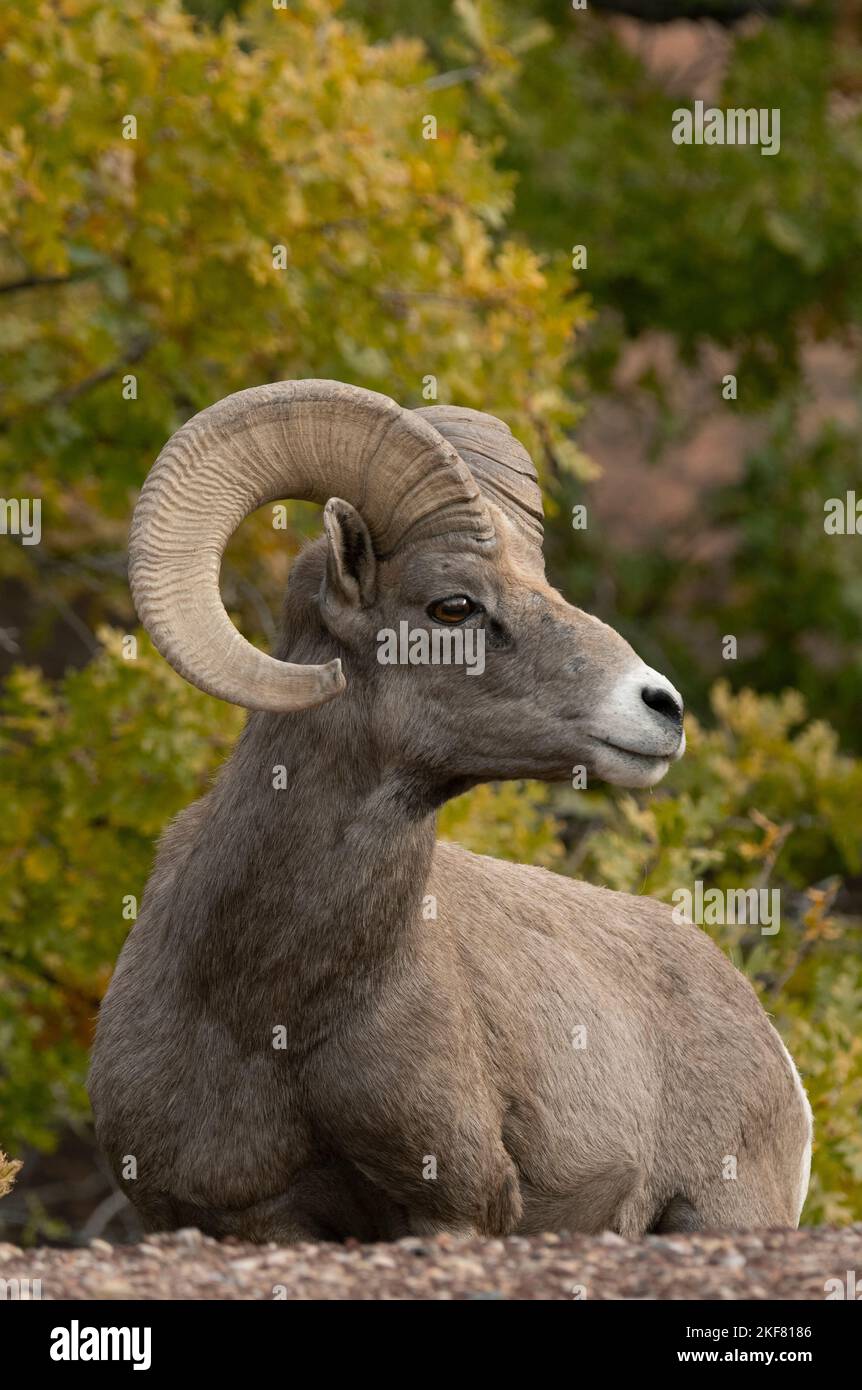 Desert Bighorn Sheep (Ovis canadensis nelsoni) Ram resting, Zion National Park, Utah Stock Photo
