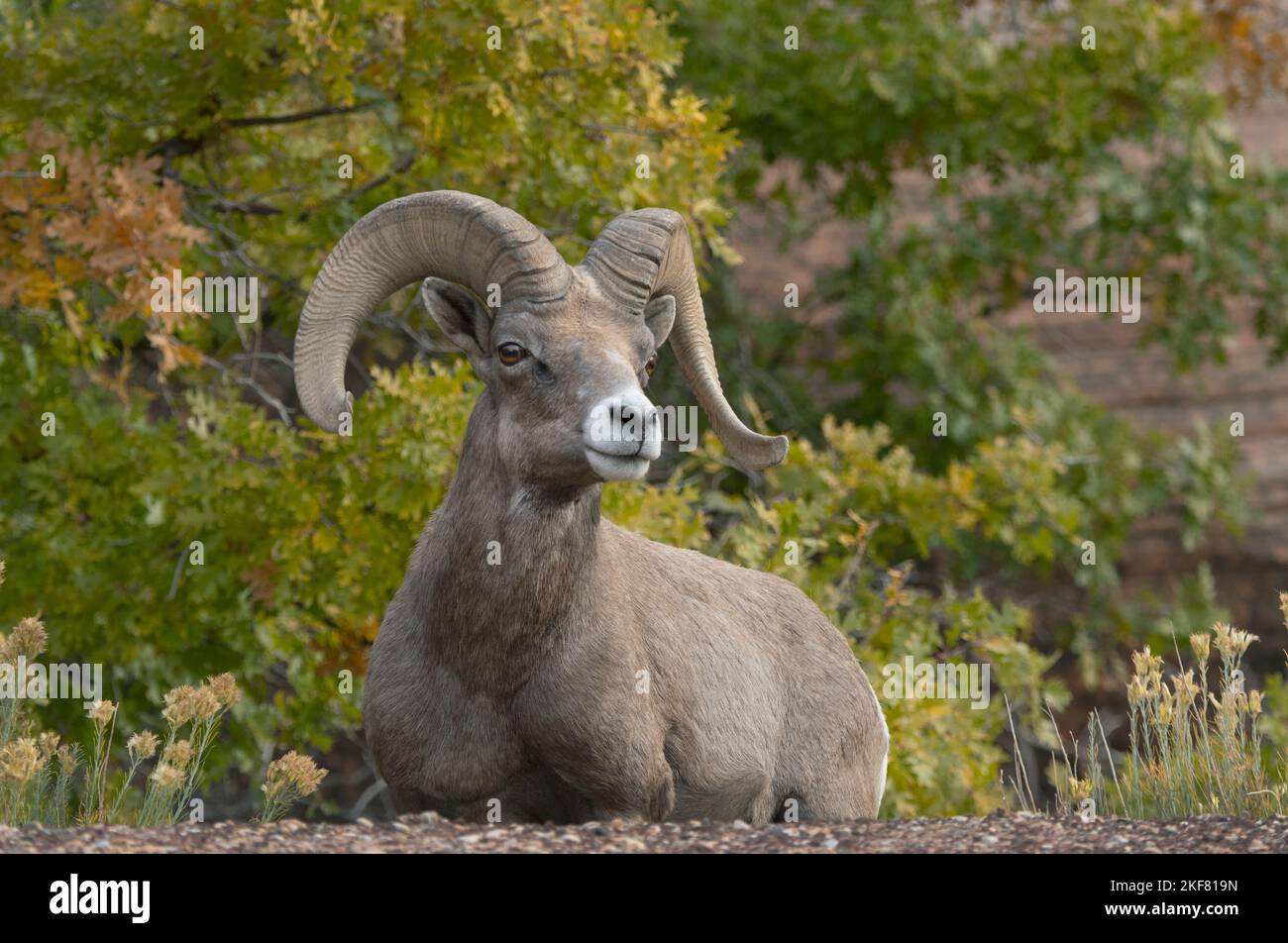 Desert Bighorn Sheep (Ovis canadensis nelsoni) Ram resting, Zion National Park, Utah Stock Photo