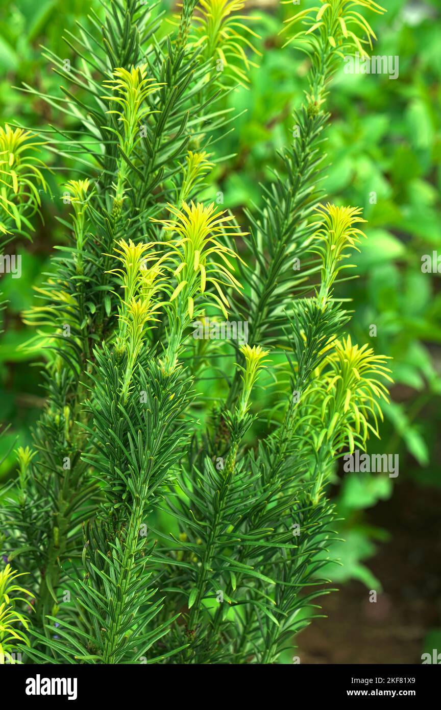 Cephalotaxus harrintonia Fastigiata - new spring growth on a Japanese Plum Yew. B. C., Canada Stock Photo