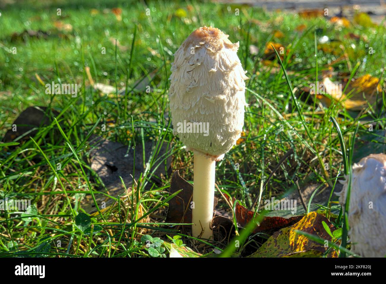 Coprinus comatus - fruiting body of a Shaggy Mane mushroom, shaggy ink cap, or lawyers wig.  B. C., Canada. Stock Photo