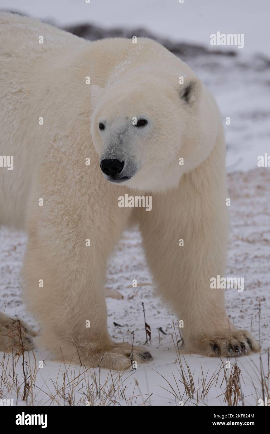 Polar bears in Churchill Stock Photo