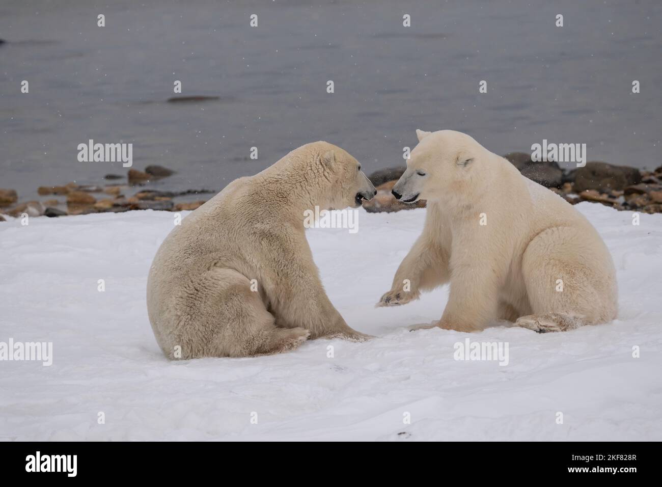 Polar bears in Churchill Stock Photo