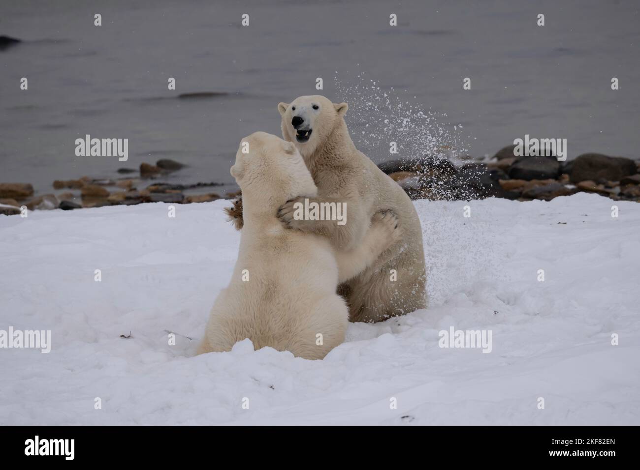 Polar bears in Churchill Stock Photo
