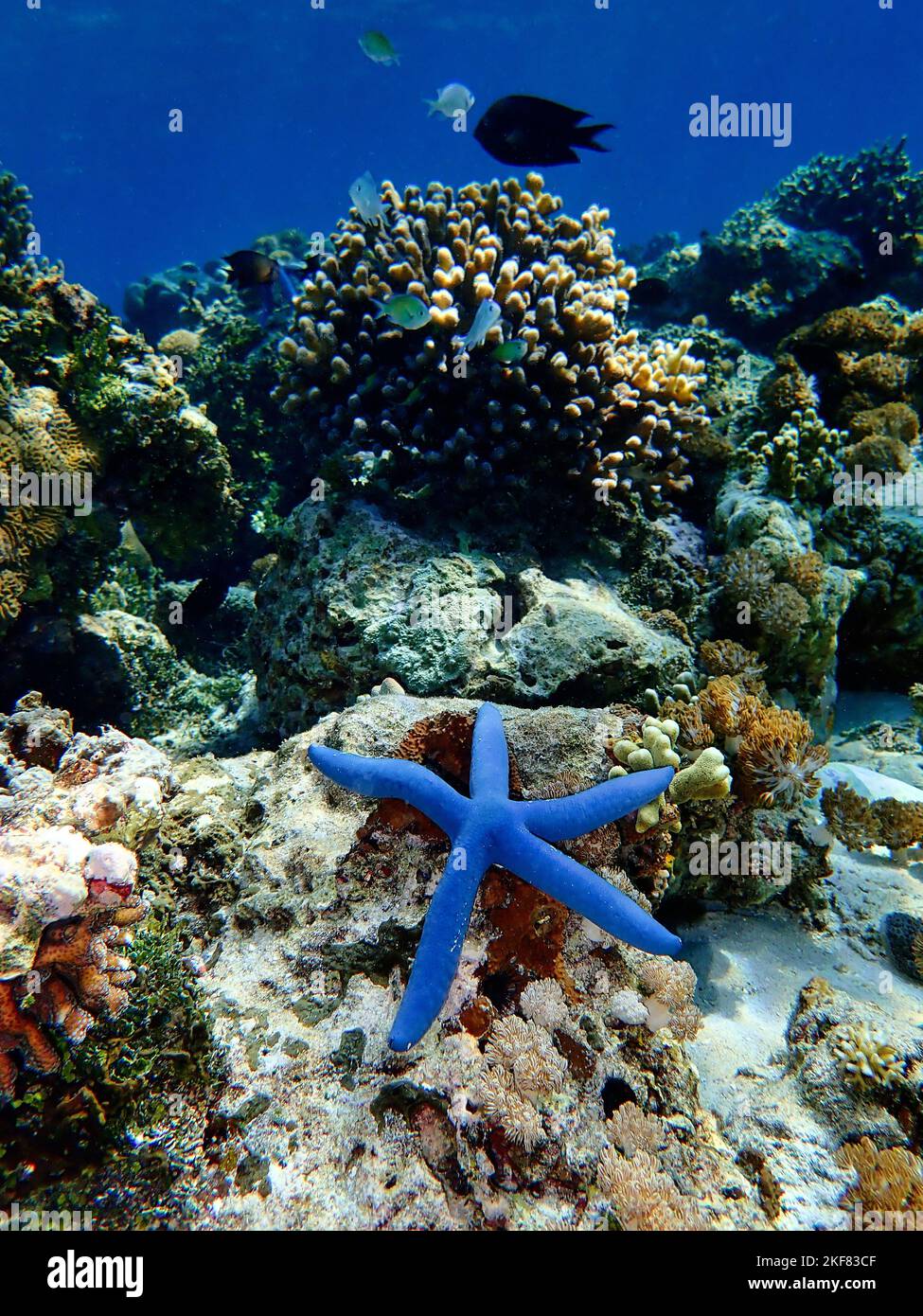 Indonesia Alor Island - Marine life Blue sea star - Linckia laevigata Stock Photo