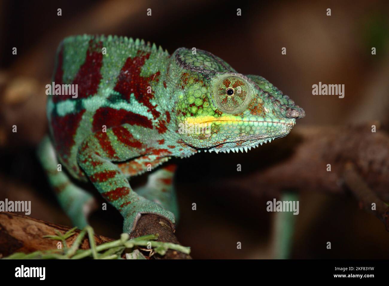 Pantherchamäleon / Panther chameleon / Furcifer pardalis Stock Photo ...