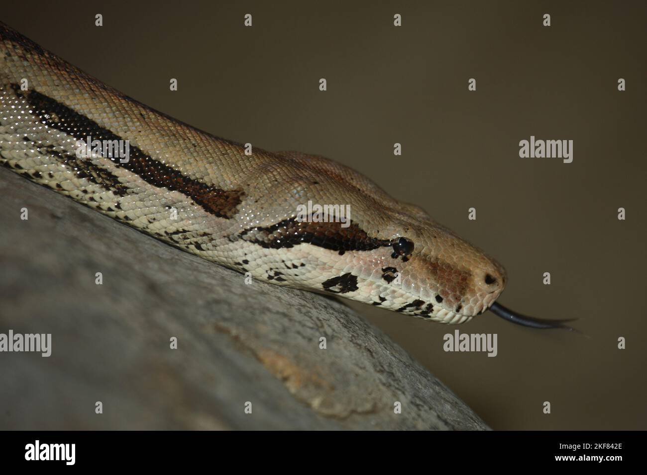 Tigerpythons hi-res stock photography and images - Alamy