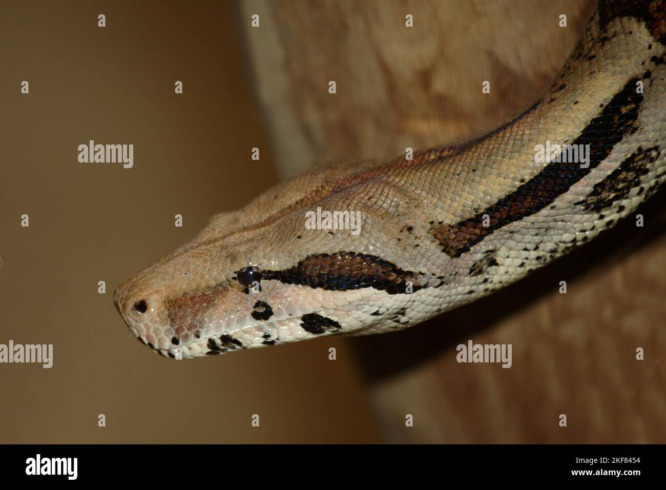 Dunkler Tigerpython / Burmese python / Python molurus bivittatus Stock ...