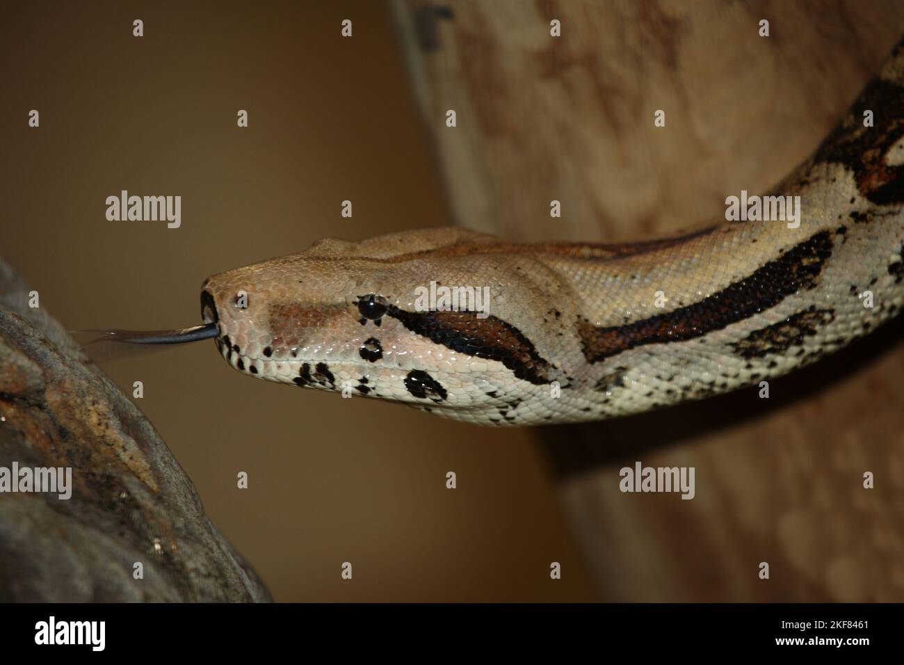 Tigerpythons hi-res stock photography and images - Alamy