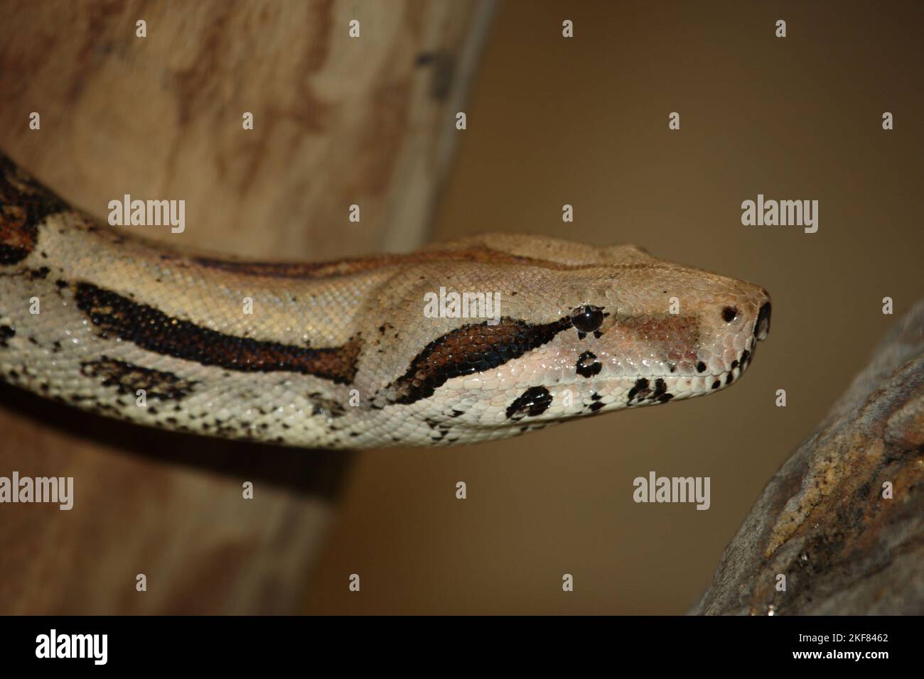 Tigerpythons hi-res stock photography and images - Alamy