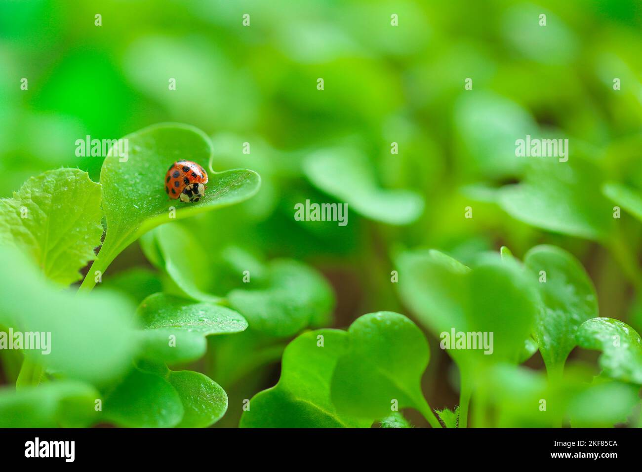 Ladybug on a green leaf.spring seedling lettuce sprouts.Lettuce sprouts. Growing seedlings at home.plant growing and farming . Insects and plants Stock Photo