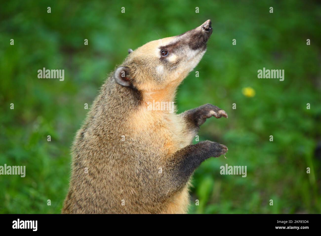 Gravure Originale 1861 – Nasenbären (Coati) – Lithographie Animalière XIXe