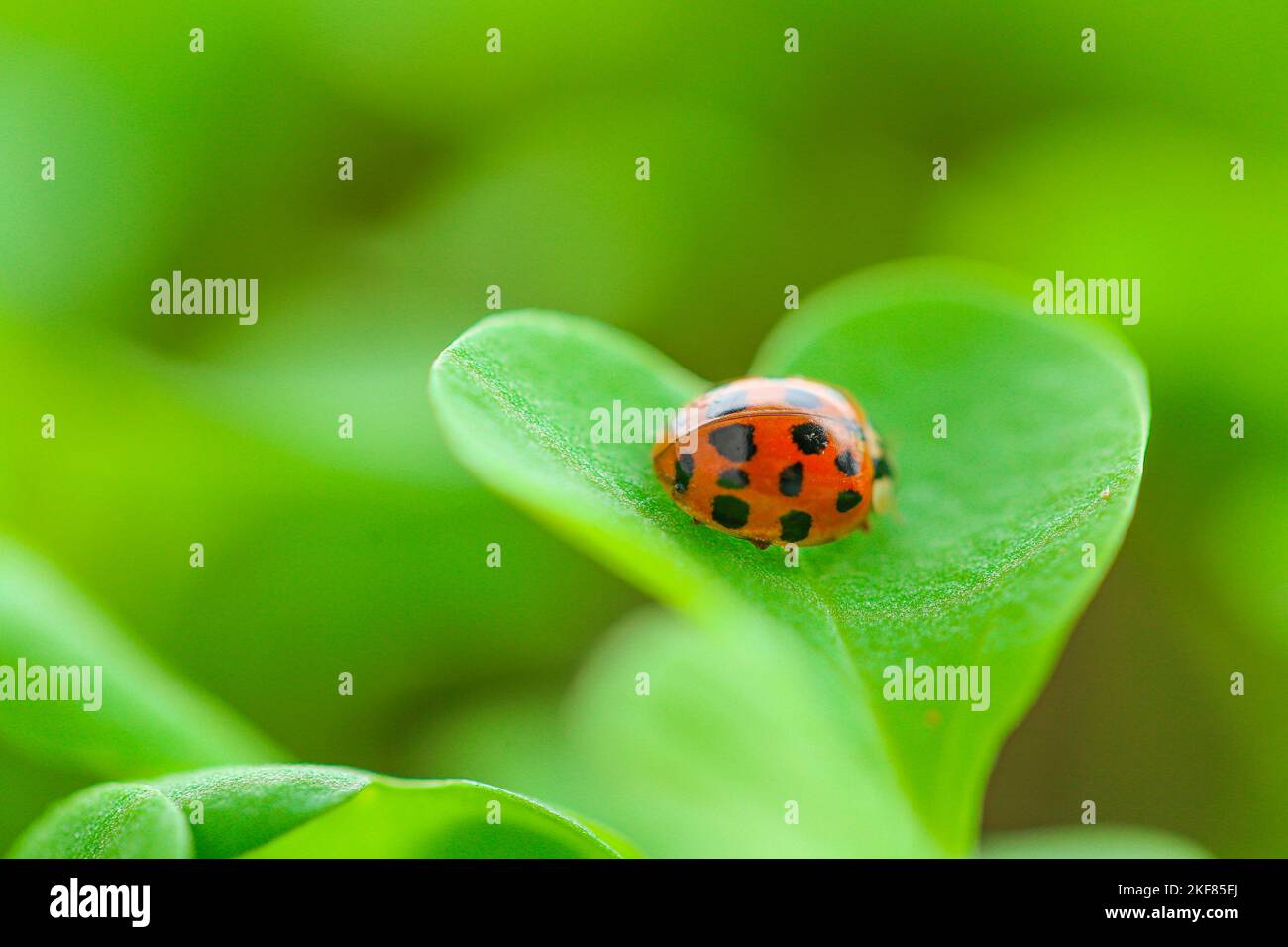 Ladybug on a leaf.spring seedling lettuce sprouts.Lettuce sprouts. Growing seedlings at home.plant growing and farming . Insects and plants Stock Photo