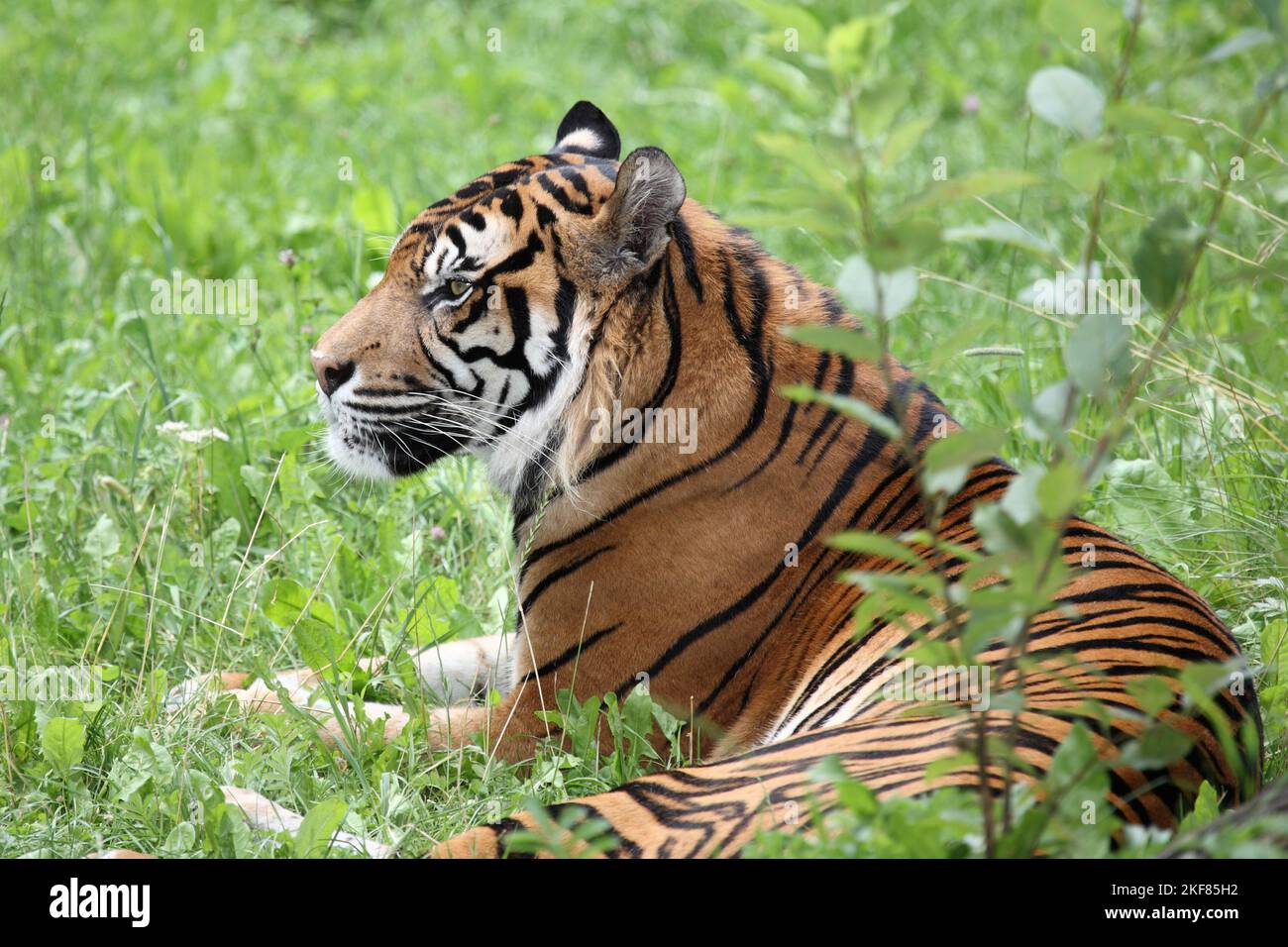 Sumatra Tiger Sumatran Tiger Panthera Tigris Sumatrae Stock Photo