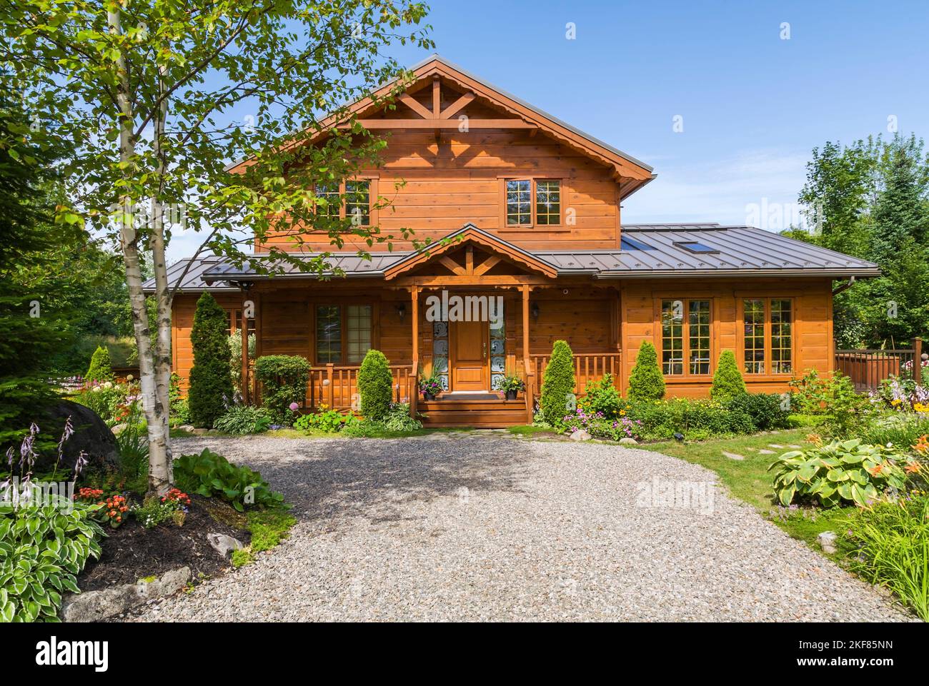 Golden-brown stained piece sur piece Eastern white pine log and timber home facade with tan gravel driveway and Thuya occidentalis - Cedar trees. Stock Photo