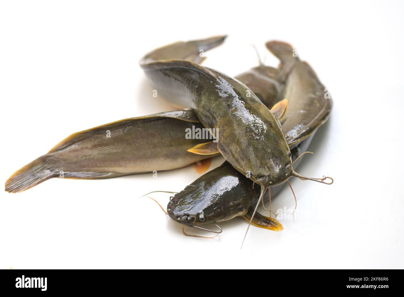 catfish isolated on white background, fresh raw catfish freshwater fish