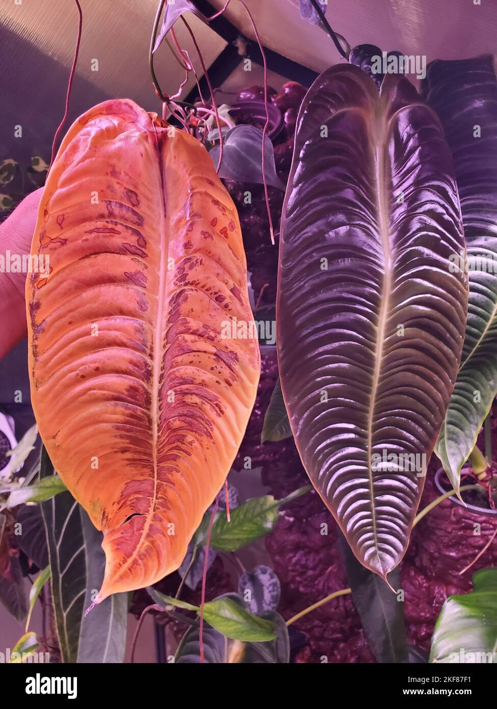 anthurium amazon Anthurium Heart of the Amazon main image 1