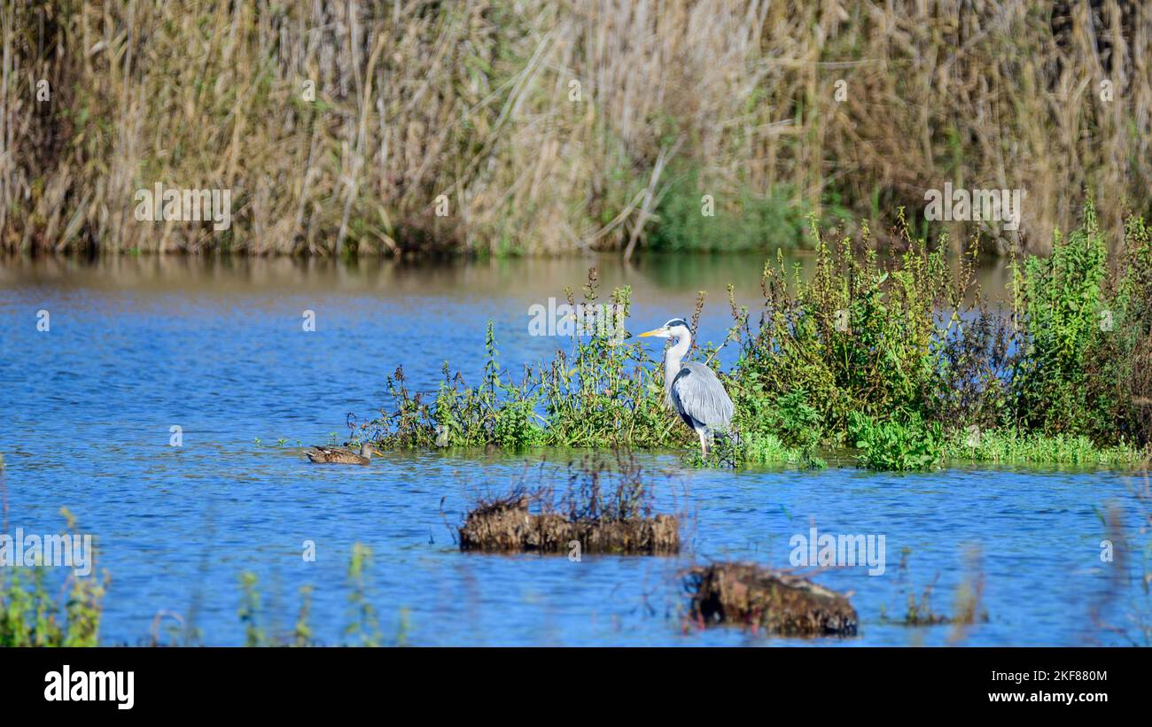 Heron contemplating the vastness of Lagoa Pequena in Sesimbra Stock Photo