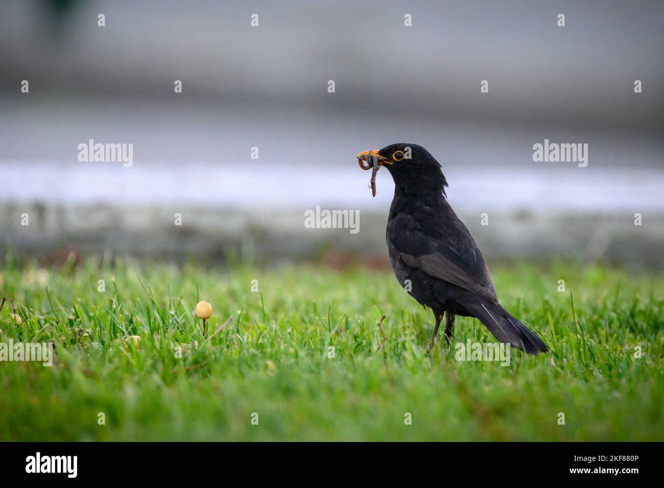 Undecided blackbird. It doesn't know whether to eat the worms or the yellow berry. Stock Photo