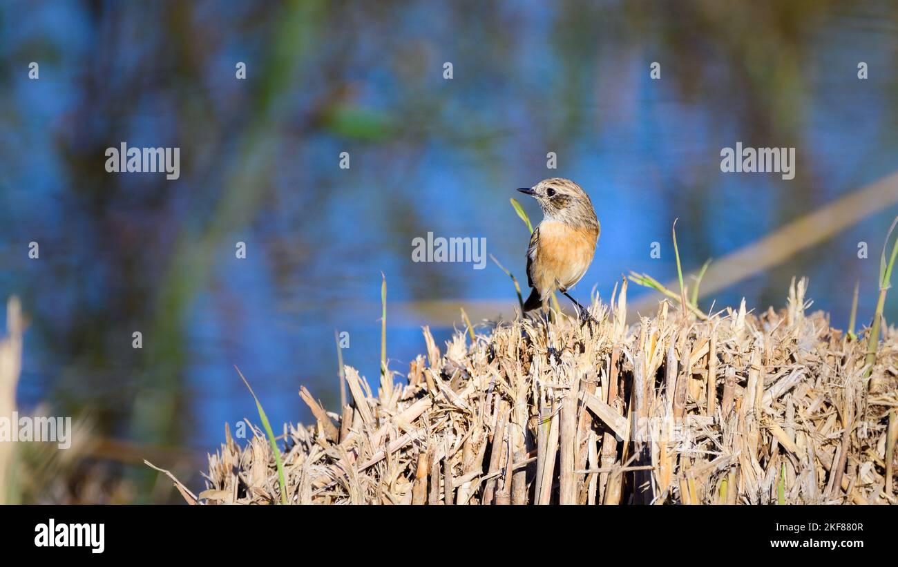 European stonechat perched  in Lagoa Pequena in Sesimbra. Stock Photo