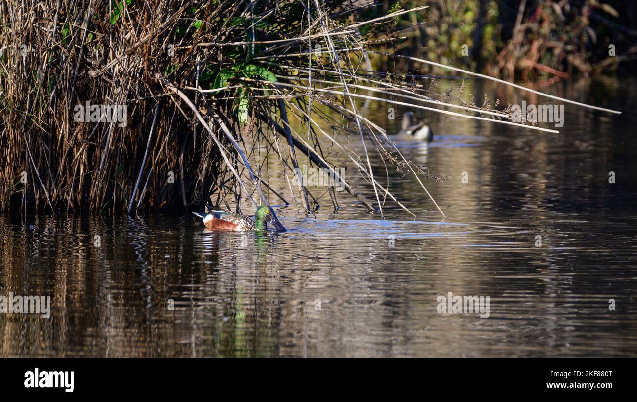 Northern shoveler swimming in the calm waters of Lagoa Pequena in Sesimbra. Stock Photo