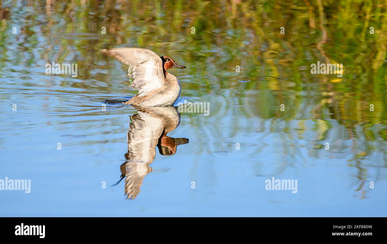 Eurasian green-winged teal swimming in the calm waters of Lagoa Pequena in Sesimbra. Stock Photo