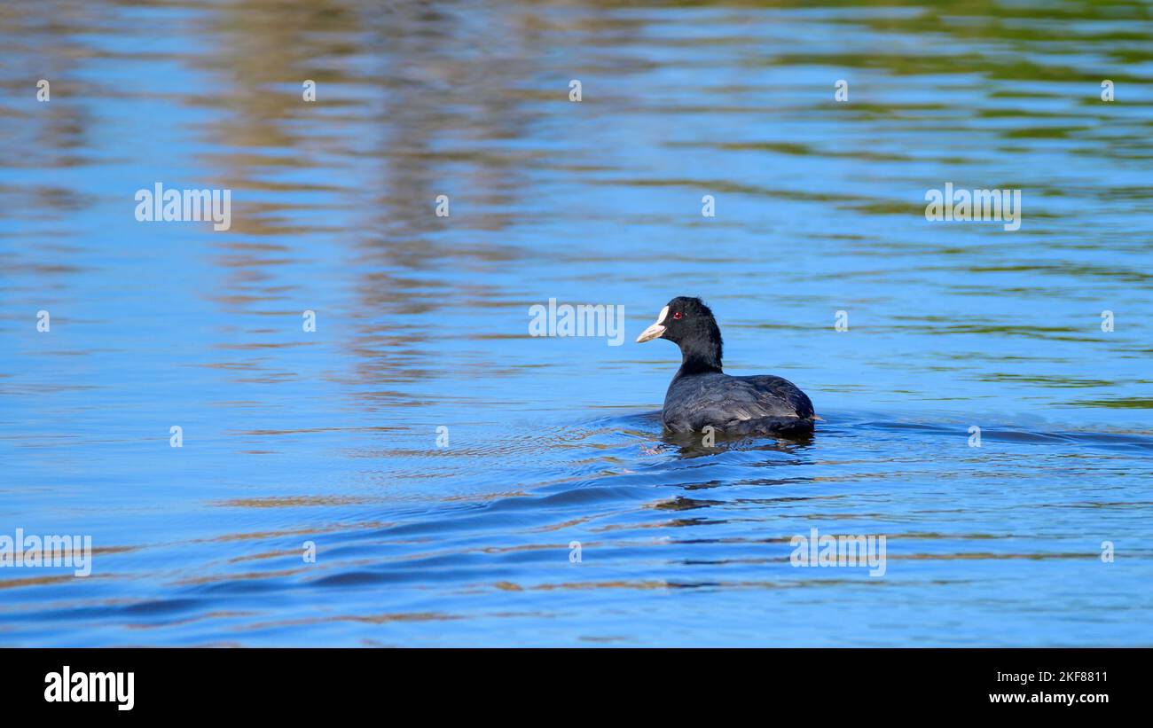 Common Coot swimming in the calm waters of Lagoa Pequena in Sesimbra. Stock Photo