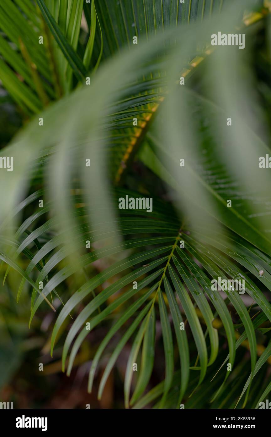 Tropical green palm plant background close up Stock Photo - Alamy