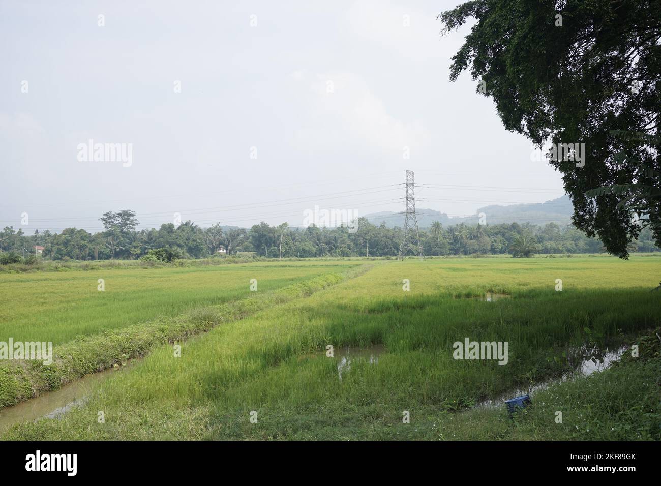 paddy field, Kuala Pilah, Malays Stock Photo