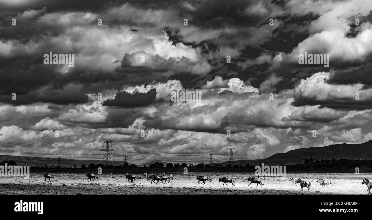 Hell's Gate National Park lies south of Lake Naivasha in Kenya, north west of Nairobi. Hell's Gate National Park is named after a narrow break in the Stock Photo