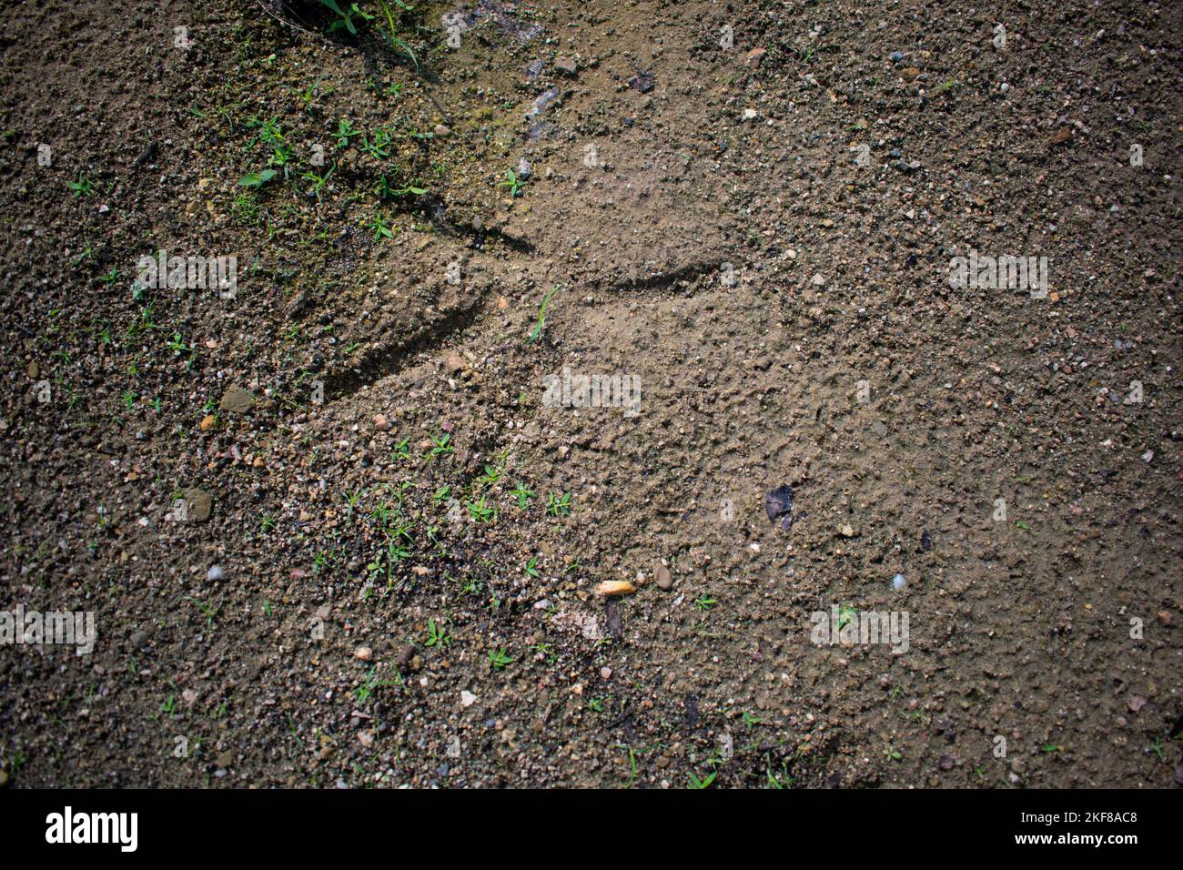 Footprint of a Great Blue Heron (Ardea herodias) in sand Stock Photo