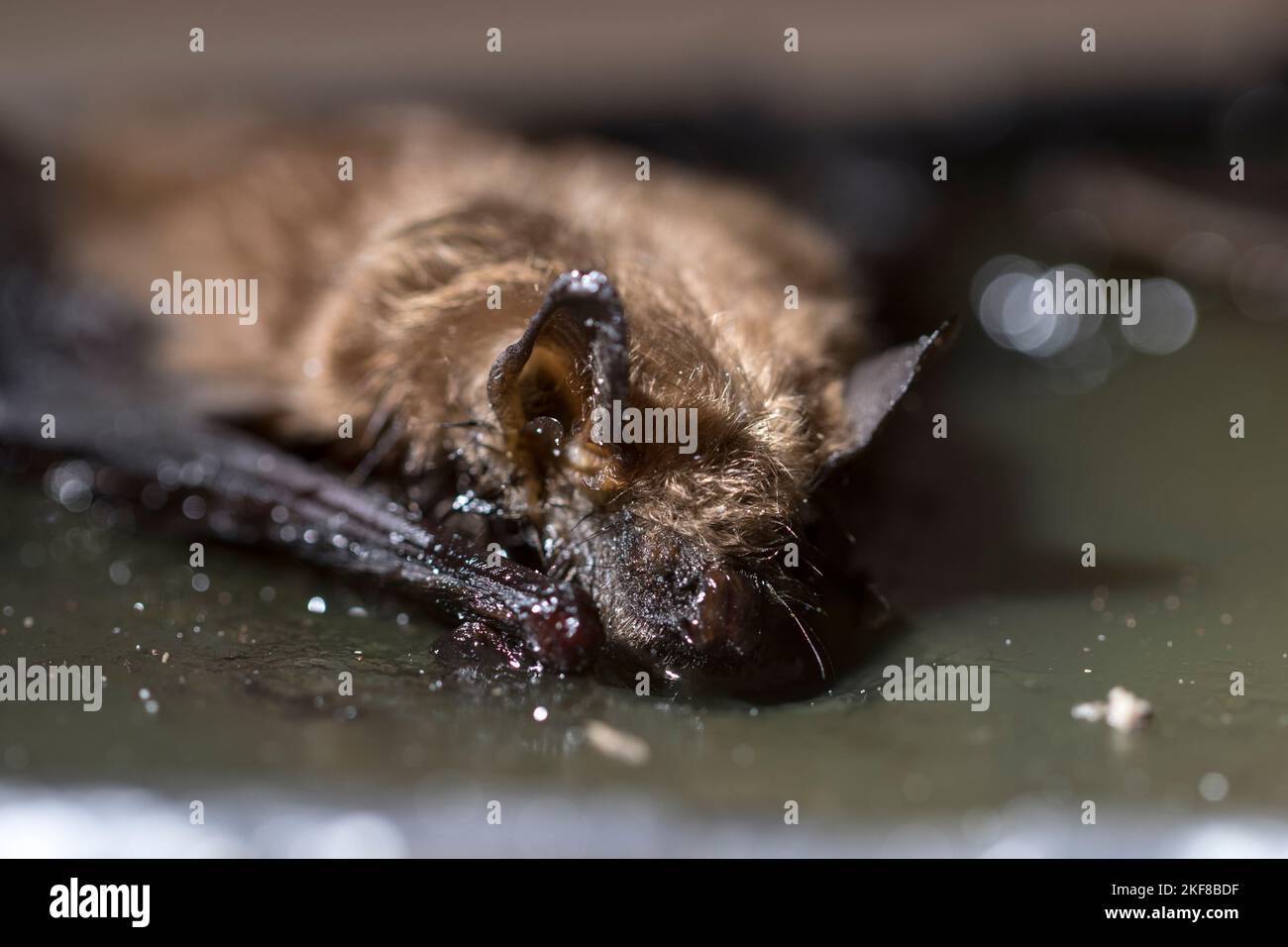 Bat infestation and eradication. Using glue traps to kill pests. Stock Photo