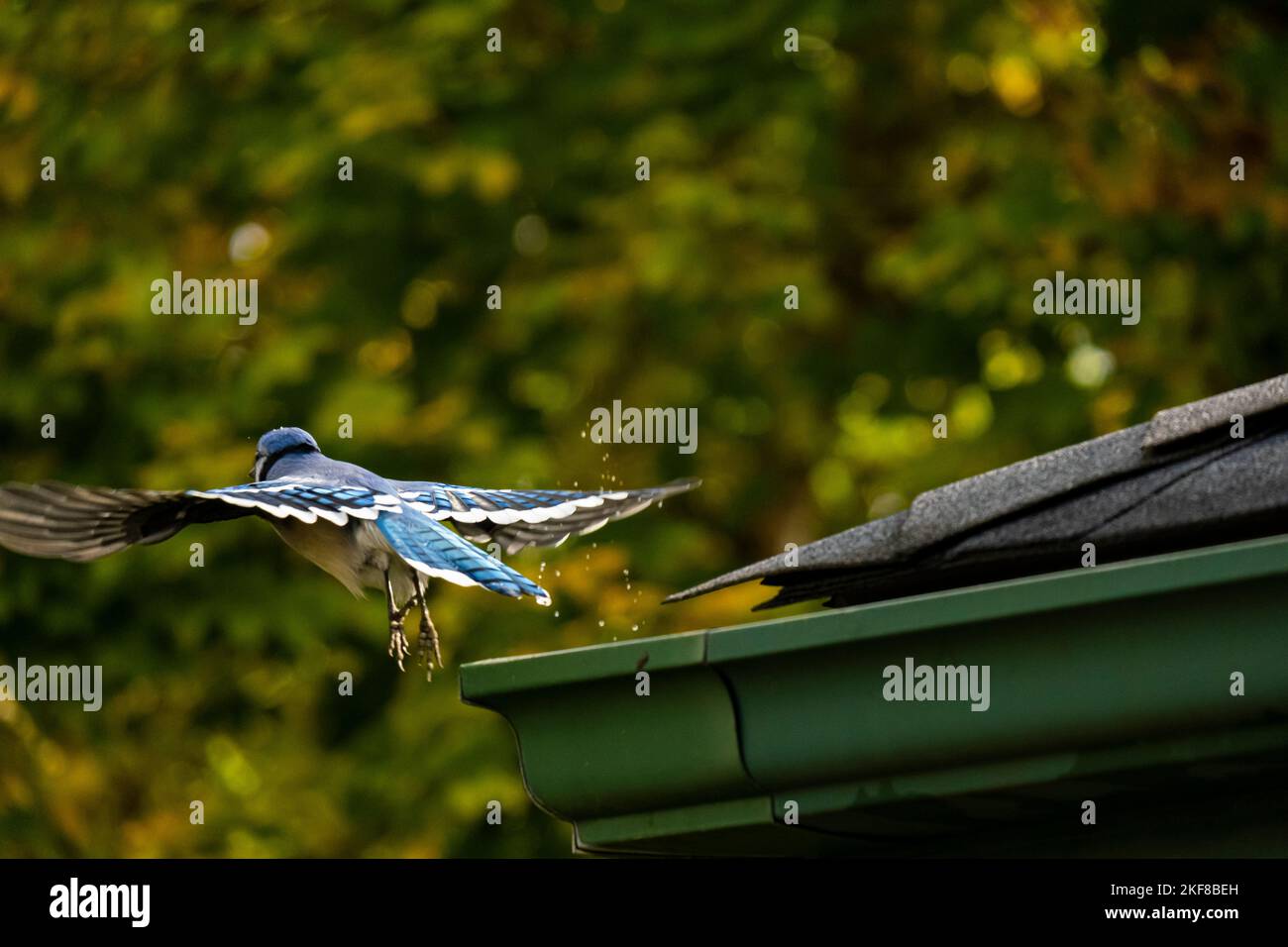 Blue jay taking off from the roof of a house kicking up water. Stock Photo