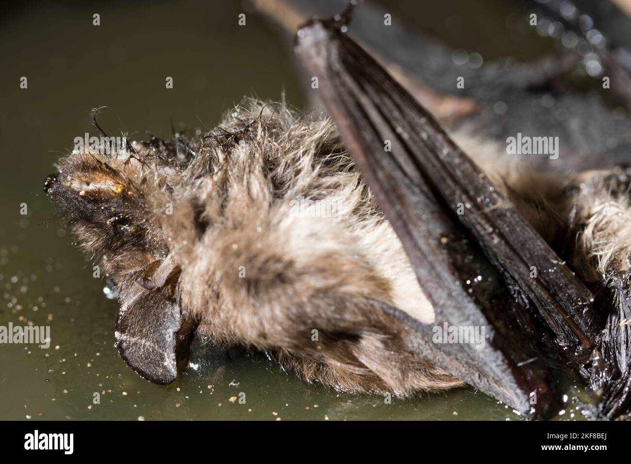 Brown bat dead close up in rodent trap. Stock Photo