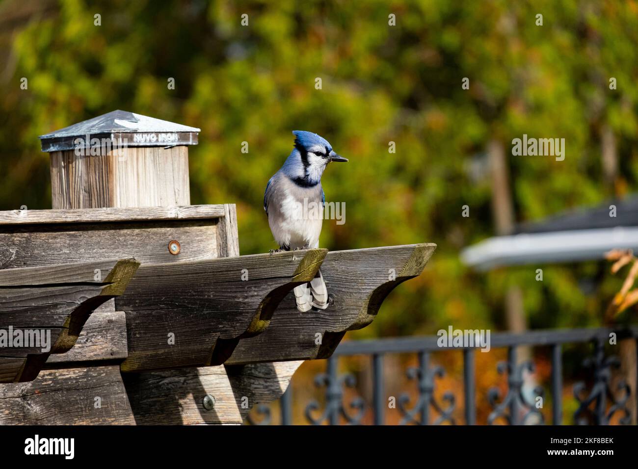Blue jay perched watching the camera in early fall. Stock Photo