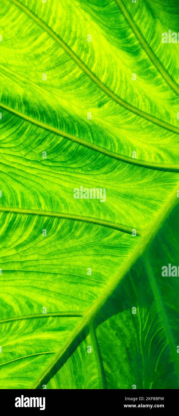 Structure of bright green leaf in background light. Flat exotic texture of plant, close-up. Vertical frame Stock Photo