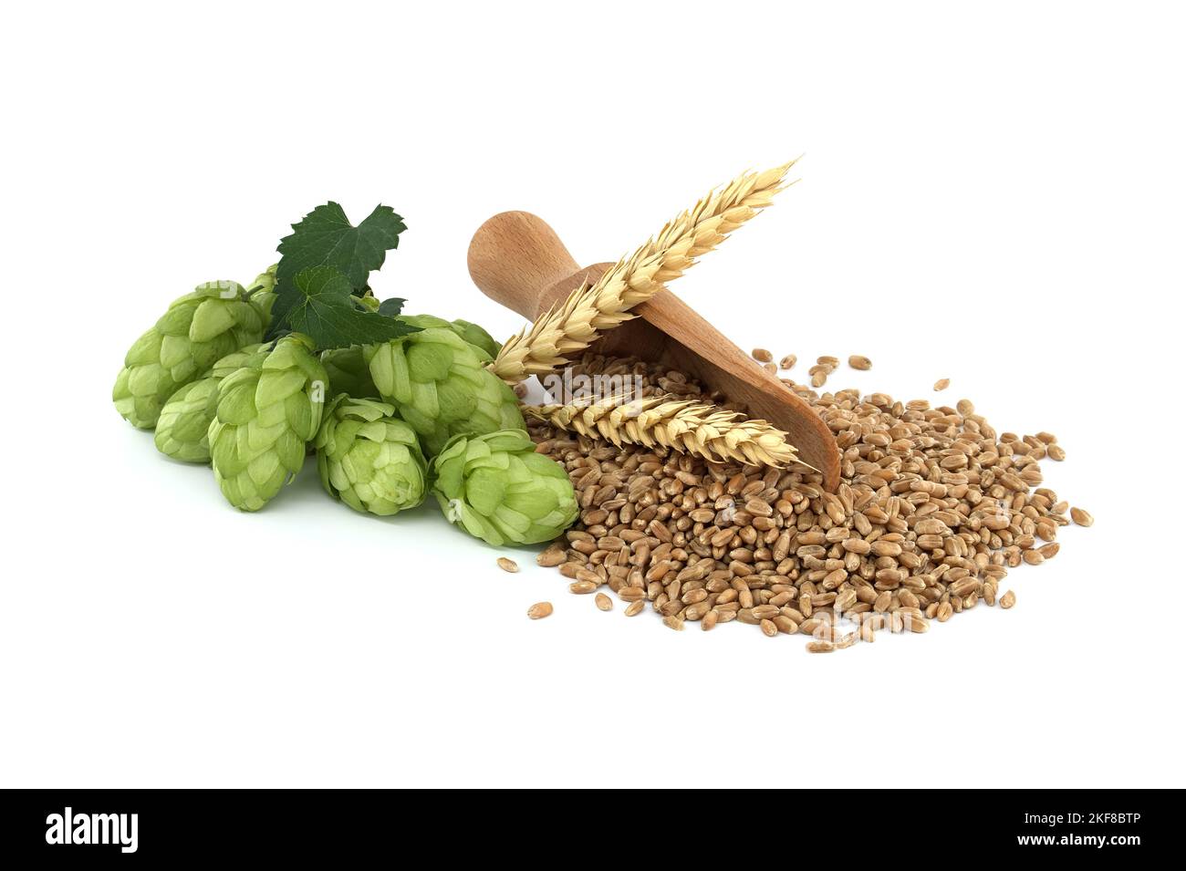 Hop cones near to wheat grain seeds spilling from wooden scoop, beer
