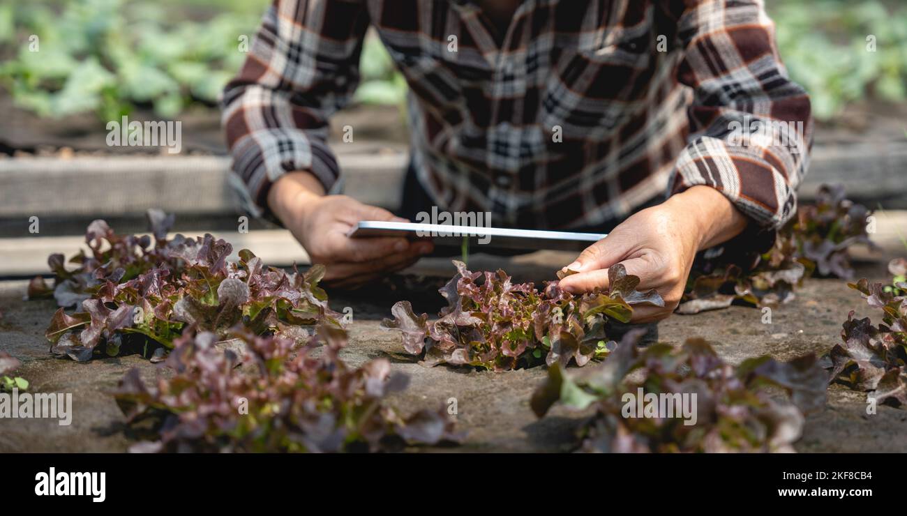 Close up business owner observes about growing organic arugula on hydroponics farm with tablet on aquaponic farm, Concept of growing organic vegetable Stock Photo